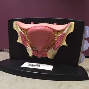 Models-Bladder