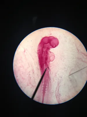 Slides-Chick 38-43 hour (embryo) w.m.