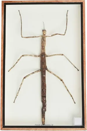 Stick bug- specimen (phasmatidae)