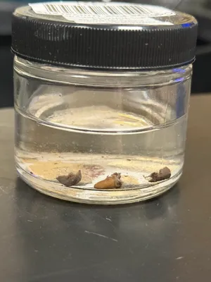 Rufous Hummingbird (immature male) Heart and Lungs 