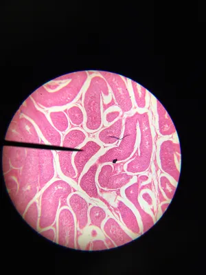 Slides: Mammal Testis, sec.