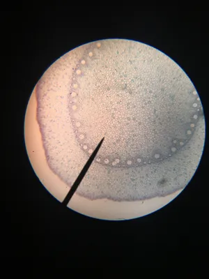 Slides-Corn Prop Root, c.s.
