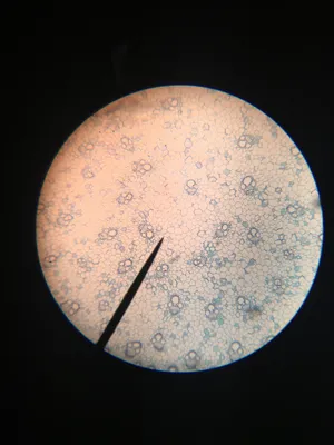 Slides- Zea mays mature stem cross section