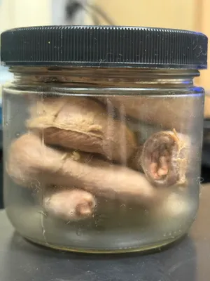 Pig Esophagus