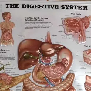 Posters-Digestive system (3D)
