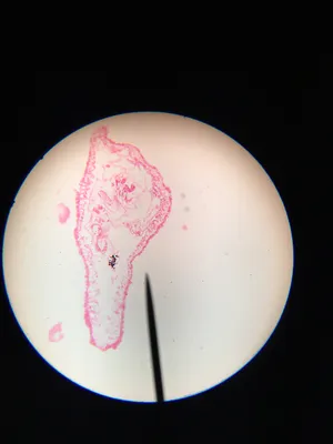 Slides: Hydra, l.s.