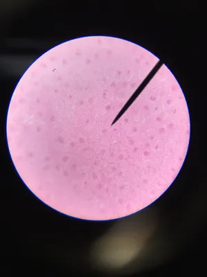 Slides-Mitosis, fish blastodisc sec.
