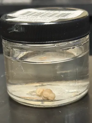 Cow Embryo DJK 