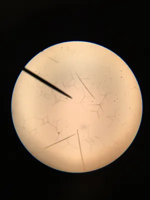Slides: Grantia Isolated Spicules (sponge) w.m.