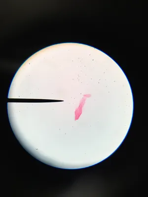 Slides: Termite Flagellates, w.m.