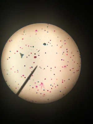 Slides-Mixed Pollen Grains w.m.