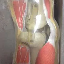 Models-Knee Model