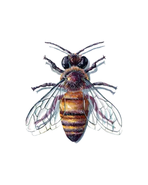 bees (hymenoptera)