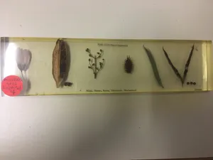 Ecology-Modes of Seed Dispersal Display
