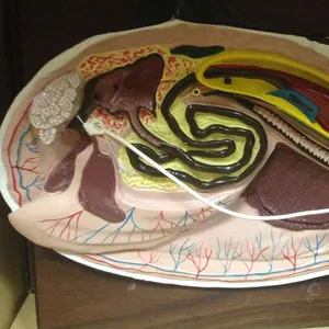 Models-Clam Model