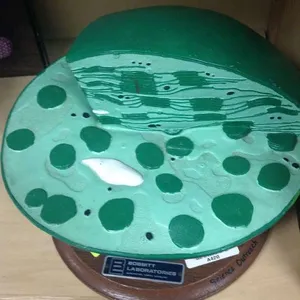 Models-Chloroplast