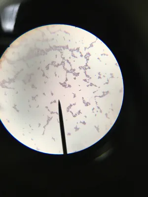 Slides: Saccharomyces (yeast) Budding Cells