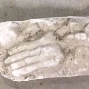 Fossils-Actinocrinites gibsoni - white