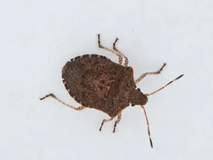 stink bugs- specimen (halyomorpha halys)