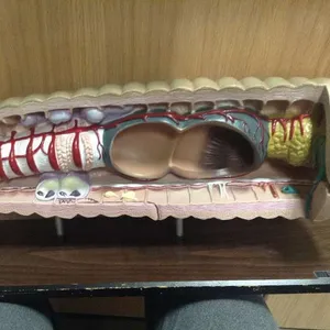 Models-Earthworm