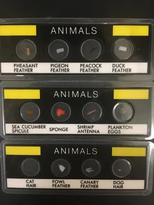 Slides: Animal tissues slide set of 3