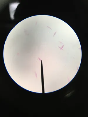 Slides-Euglena w.m.
