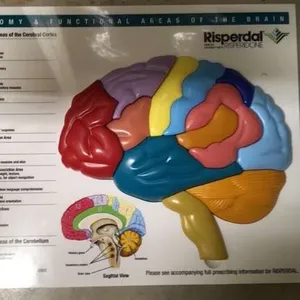 Models-Brain Puzzle