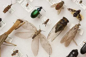 bugs-specimin (beetles, bees, flys, ants ext.)