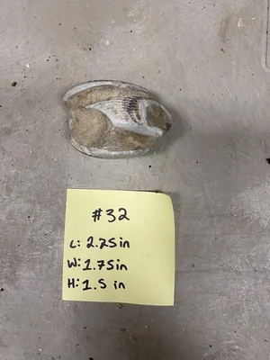 Fossil- Branchiopods