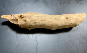 Ecology-Beaver Log