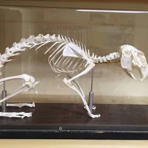 Skeletons-Rabbit w/ cover (Articulated)