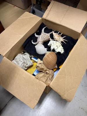  Seashell variety - large box