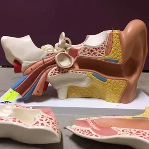 Models: Ear Models