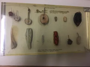 Ecology-Fruit Types Display