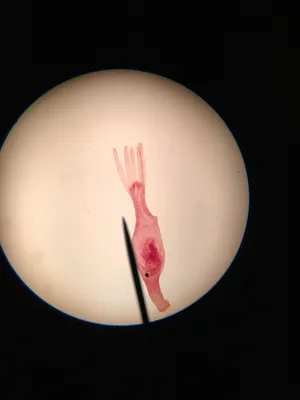 Slides: Hydra with food, w.m.