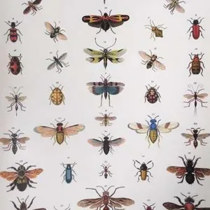 Posters-Histoire Naturelle, Insectes