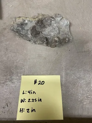 Fossil- Class Lingulata