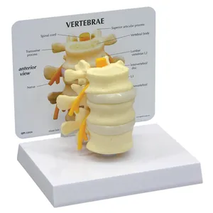 Models-Vertebrae 