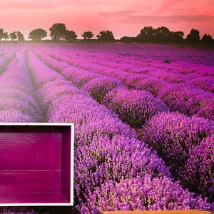 Provence Suite