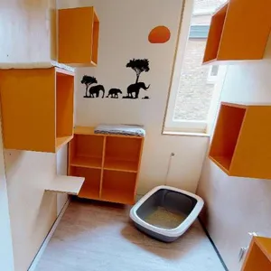 Safari Suite