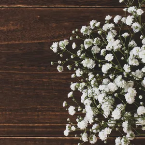 Baby's Breath Stems
