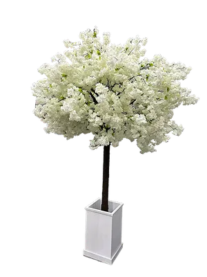 White Cherry Blossom Tree