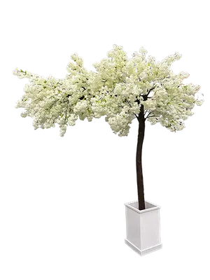 White Canopy Cherry Blossom Tree