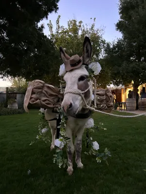Beer Burros