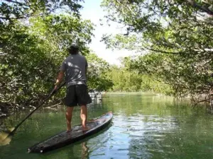 Mangrove Explorer SUP Package