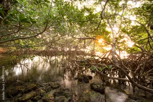 Mangrove Explorer Package