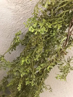 Willow Branch