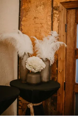 Ostrich Feathers