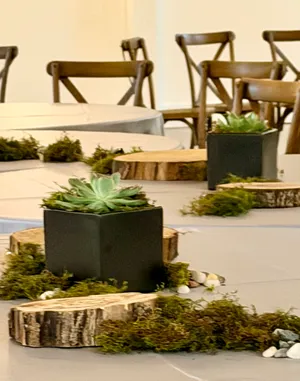 Succulent Centerpiece