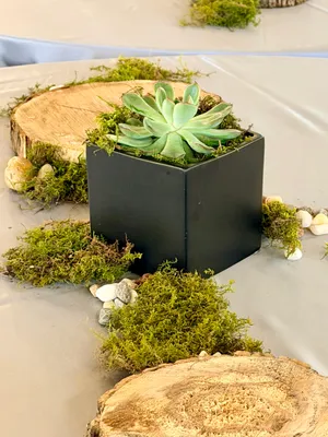 Wooden Slices
